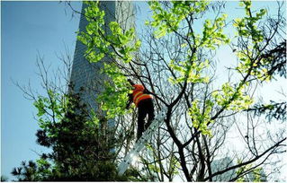 馬樹最新資訊，完成任務(wù)與學(xué)習(xí)新技能的詳細(xì)步驟指南