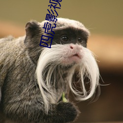 四虎影最新在線觀看，熱門(mén)影視的全新體驗(yàn)