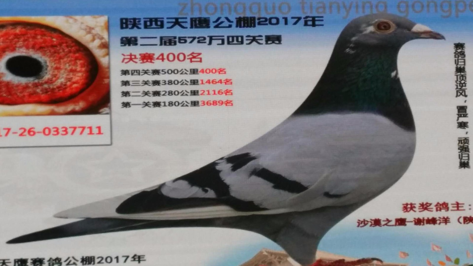 天鷹公棚歷程回顧，最新消息鑄就輝煌篇章