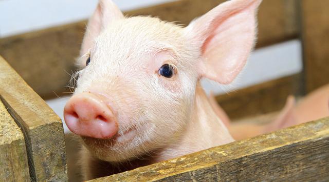 全國生豬最新行情深度解析與觀點闡述，今日市場趨勢分析