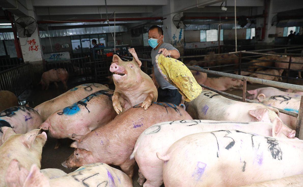 科技引領(lǐng)未來(lái)，最新小麥價(jià)格行情實(shí)時(shí)查詢動(dòng)態(tài)掌握