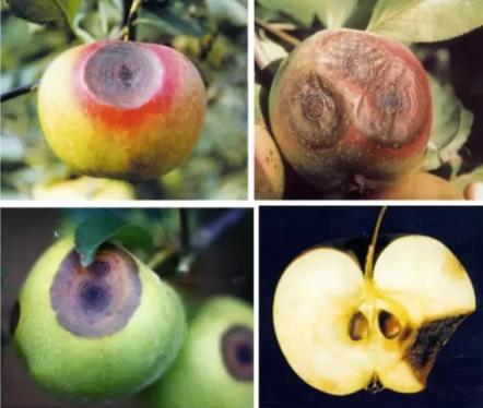 最新炭疽病治療藥物，變化、學(xué)習(xí)與信心的力量探索