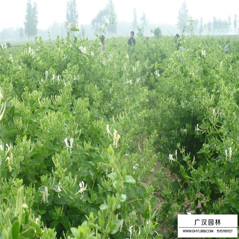 金銀花最新行情與機遇，價格變動中的自信與成就感之源