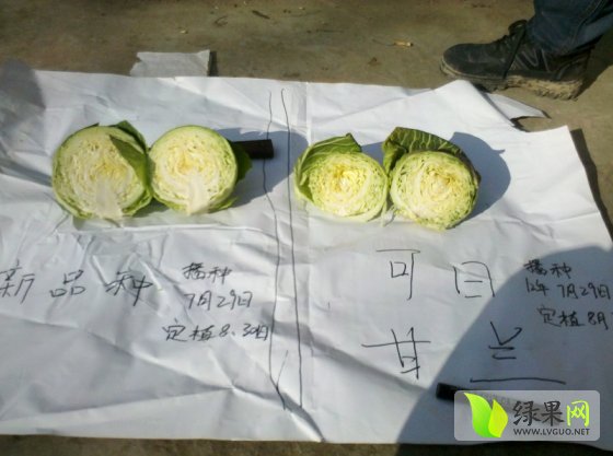 甘藍最新收購價格及獲取步驟指南