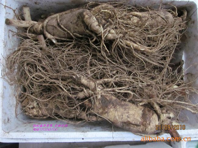 人參最新價(jià)格及市場走勢、品質(zhì)鑒別全解析