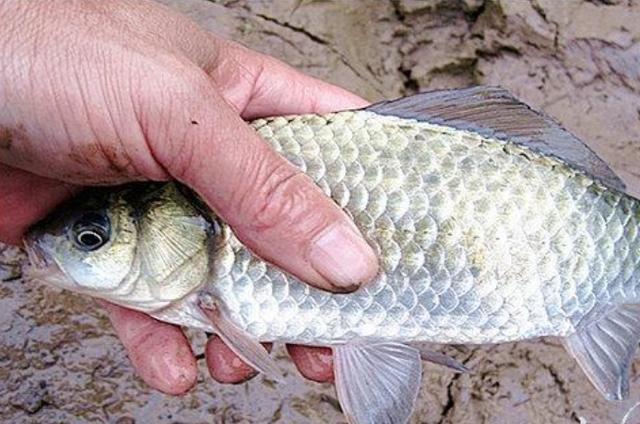 高科技智能魚(yú)探設(shè)備引領(lǐng)海洋探索新時(shí)代，最新魚(yú)訊速遞