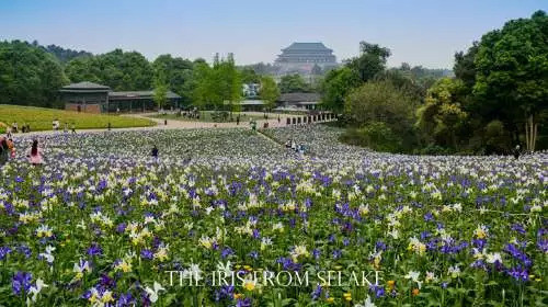 石象湖門票最新信息，賞花門票火熱搶購中！