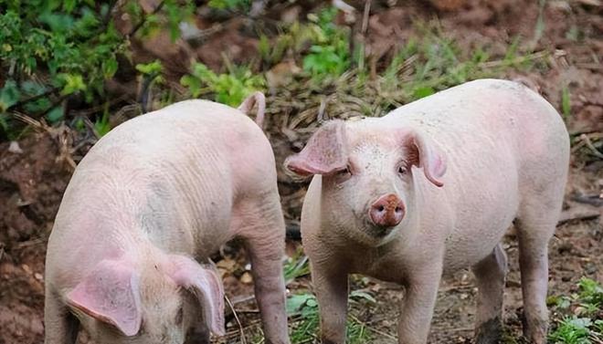 時代背景下的市場洞察，母豬價格最新行情分析