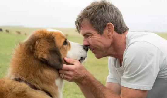 最新關(guān)于狗的電影，深度探討與觀點(diǎn)闡述
