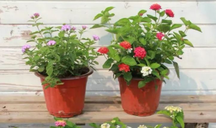 最新跳蛋閱讀視頻，溫馨的讀書(shū)時(shí)光探索之旅