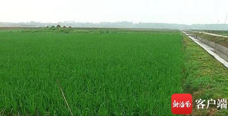 澄邁最新動態(tài)，自然美景探索之旅，尋覓內(nèi)心平和與寧靜的旅程