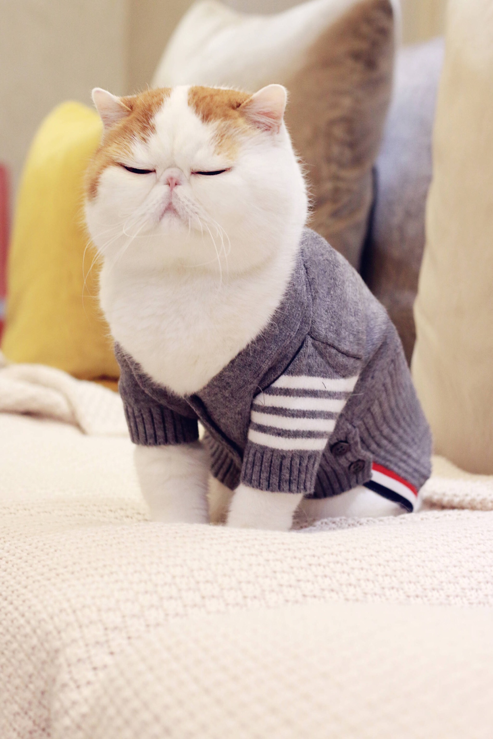 小胖Snoopy最新萌照，瞬間融化人心！