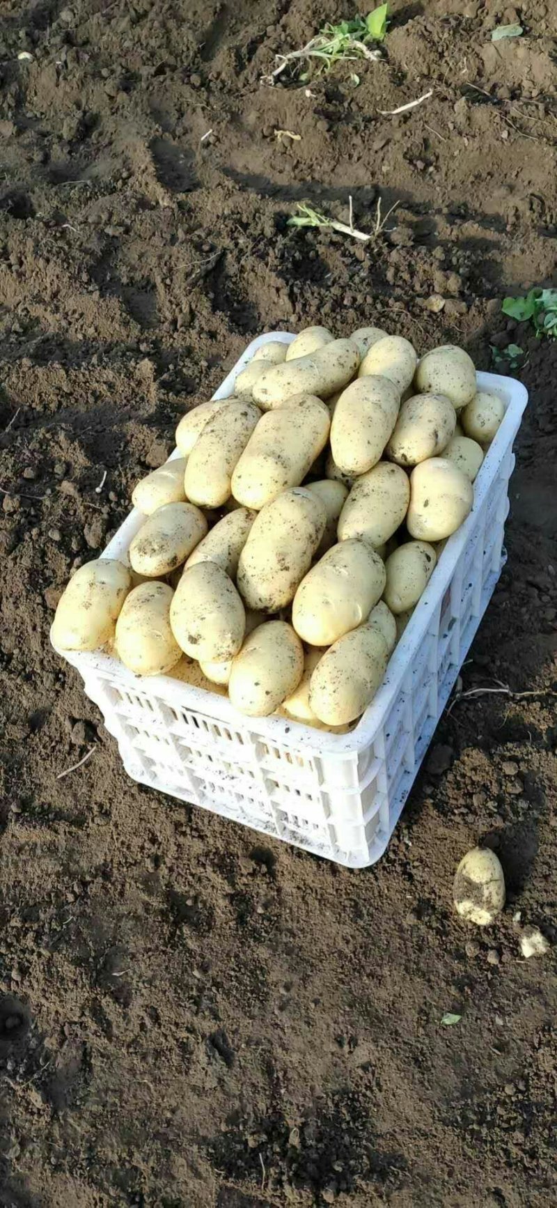 萊西土豆最新價格動態(tài)，變化中的價值與學(xué)習(xí)中的力量