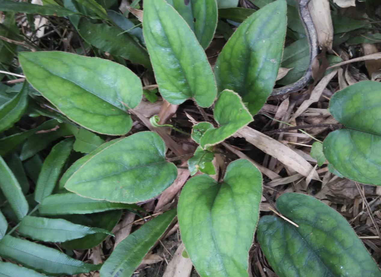 今日黃連最新價格及小巷隱秘寶藏，探尋特色小店的奇妙之旅