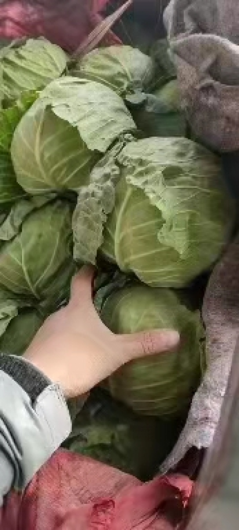 永年甘藍最新價格及市場走勢、種植要點與購買指南全解析