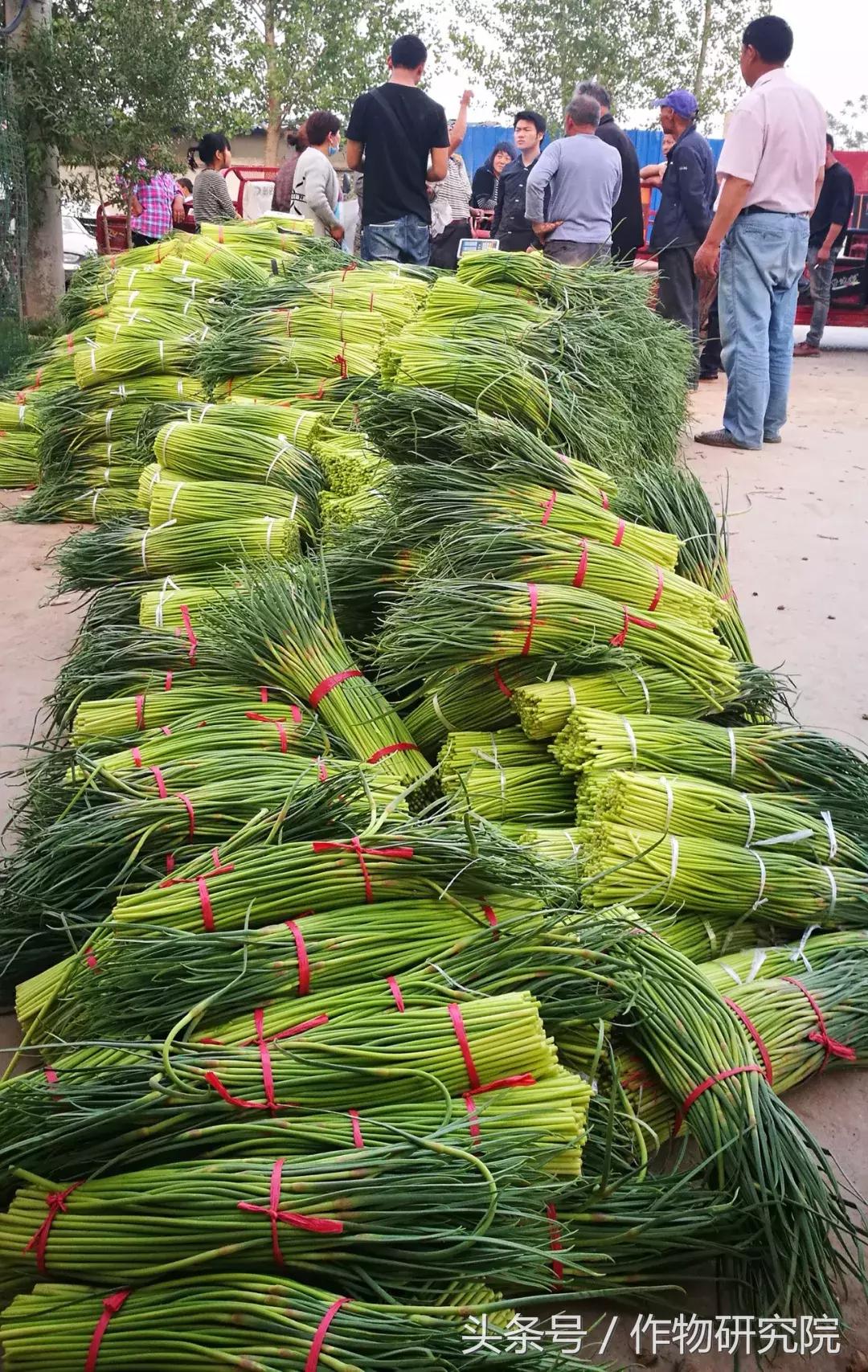 大蒜的奇妙旅程與溫馨故事，最新大蒜資訊報(bào)道