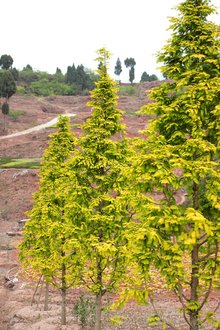 最新彩葉樹種種植與養(yǎng)護(hù)指南，從選種到養(yǎng)護(hù)一步到位！