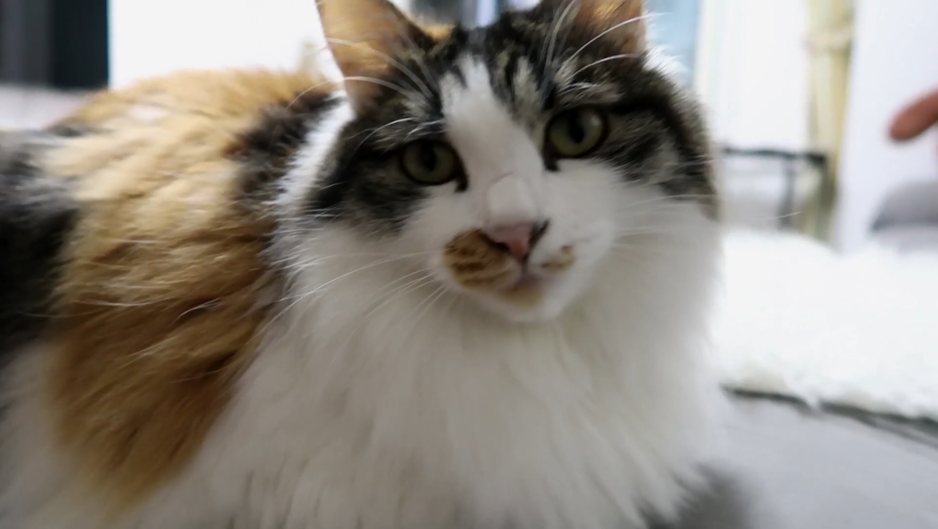 Maomi最新域名網(wǎng)站，時尚潮流的前沿引領(lǐng)者