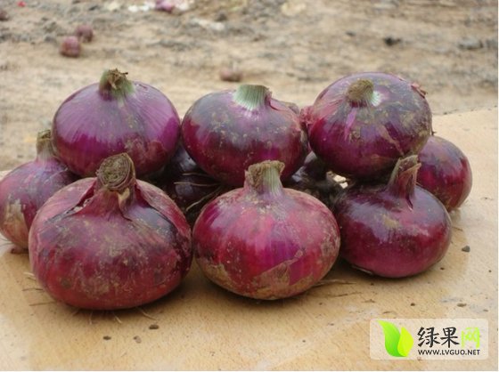 ??洋蔥今日市場最新價(jià)格??