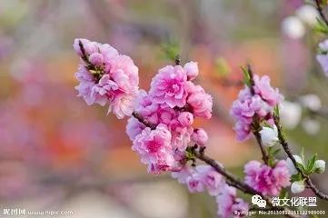 科技巔峰之作桃花開啟未來生活新紀元，最新章節(jié)預(yù)覽