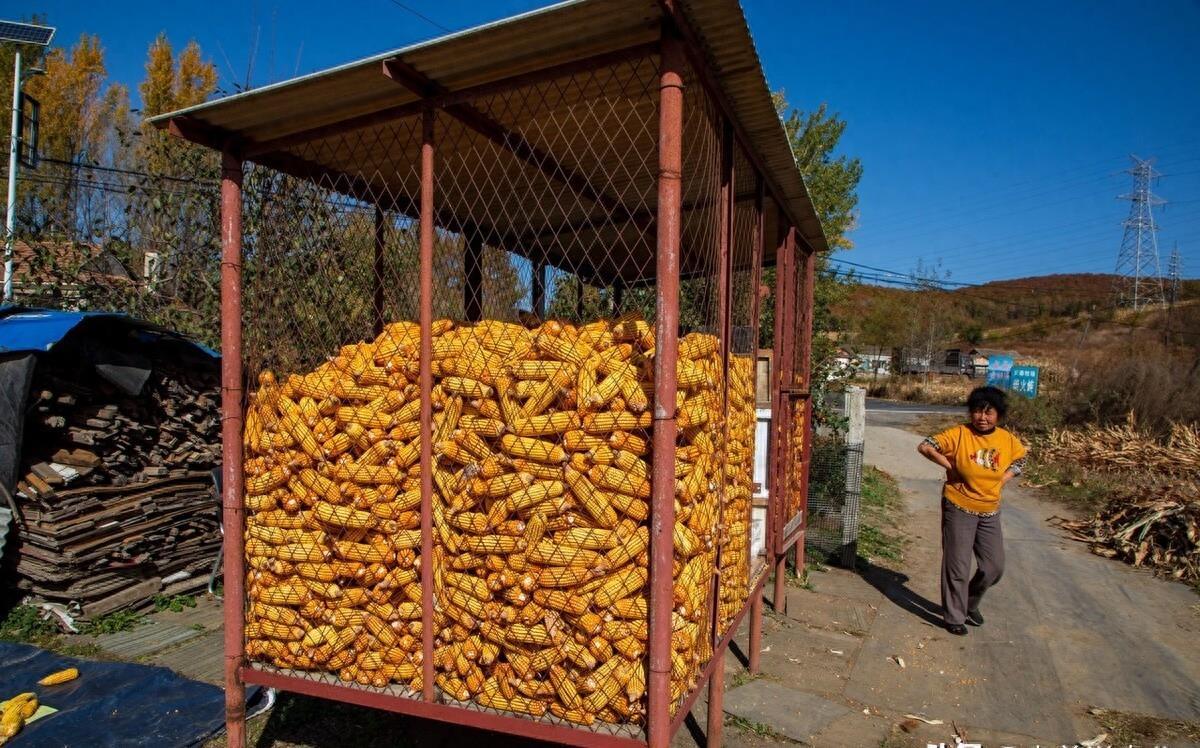 玉米最新動態(tài)，與自然美景的旅行之旅