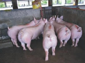 最新仔豬品種選擇與飼養(yǎng)指南，品種介紹與飼養(yǎng)步驟全解析