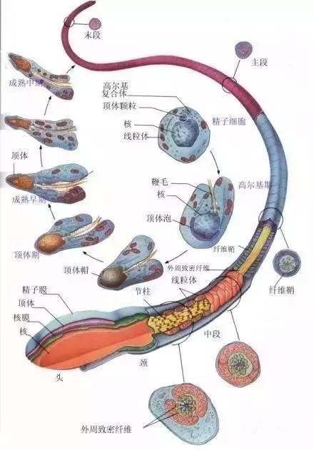 窩精子最新，小巷中的秘密風(fēng)味探索