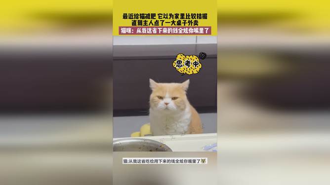 省貓任務(wù)輕松完成指南，最新技能學(xué)習(xí)與任務(wù)執(zhí)行詳細(xì)步驟