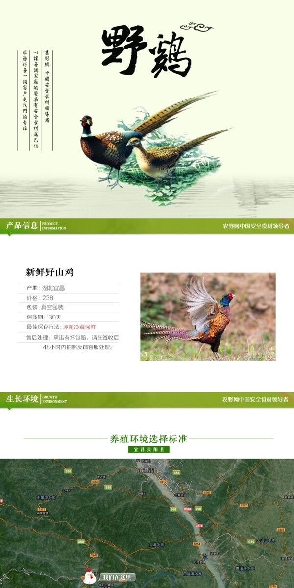 深度剖析，最新山雞的背景、事件與地位概述