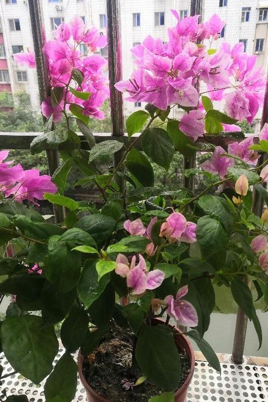 小巷深處的獨(dú)特花語(yǔ)，最新殘花之美