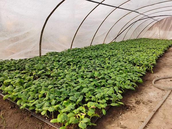 探索自然美景的輕松之旅，最新黃瓜社區(qū)