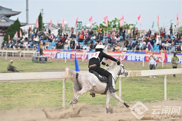 馬王最新動態(tài)，探索馬術世界的新篇章