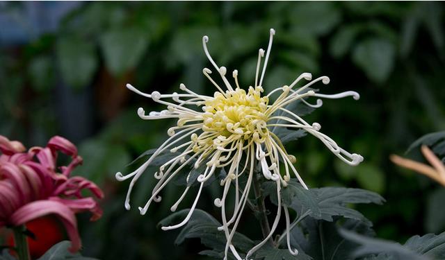 摧花最新配方揭秘，綻放美麗新篇章