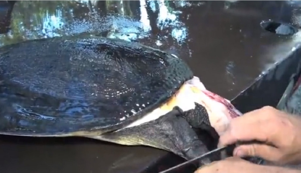 最新釣甲魚，一段垂釣樂趣的溫馨時光