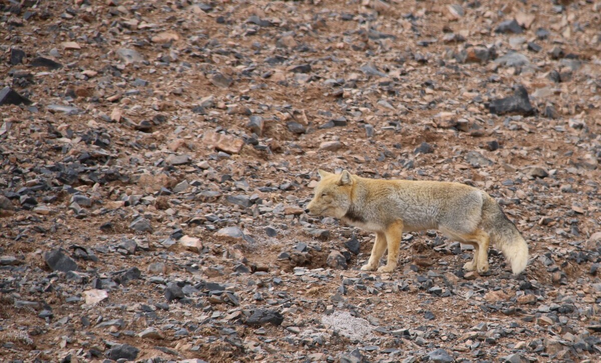 最新野狐，學(xué)習(xí)變化，自信助力夢(mèng)想實(shí)現(xiàn)