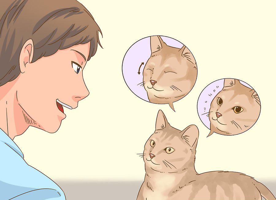 貓咪最新破譯，高科技重塑貓奴生活，智能養(yǎng)貓新時代的開啟