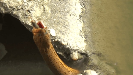 最新釣鱔魚技術(shù)探討與分享