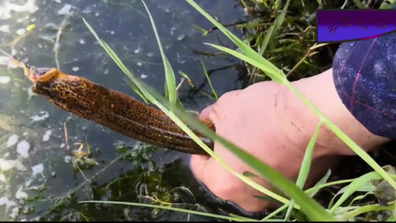 最新釣鱔魚技術(shù)探討與分享