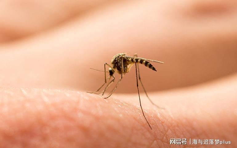 揭秘蚊子世界，最新報(bào)道與防治策略探索
