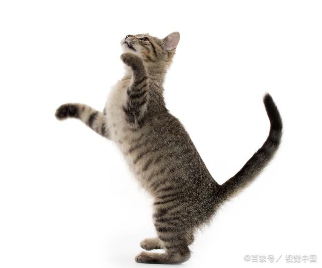 貓咪最新跳轉(zhuǎn)，尋找內(nèi)心平靜的奇妙冒險(xiǎn)之旅