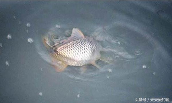 最新逗釣步驟指南，從入門到精通的釣魚技巧分享