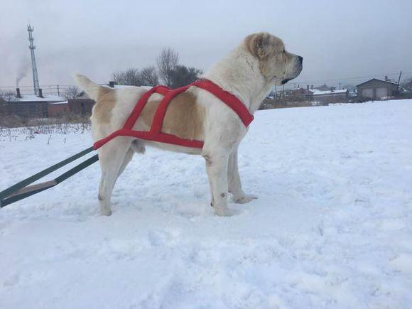 中亞犬，小巷深處的神秘秘境探索
