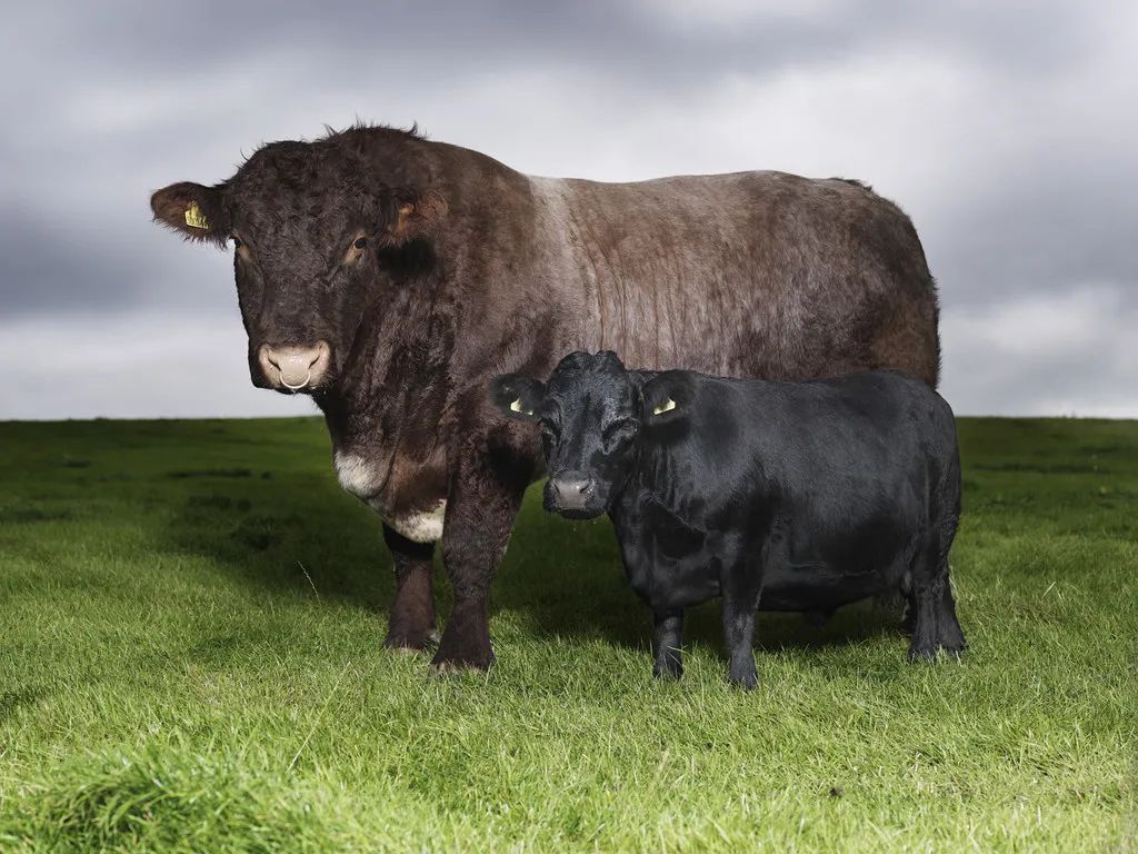 小巷隱藏寶藏，探訪特色小店，領(lǐng)略最牛最新魅力之旅