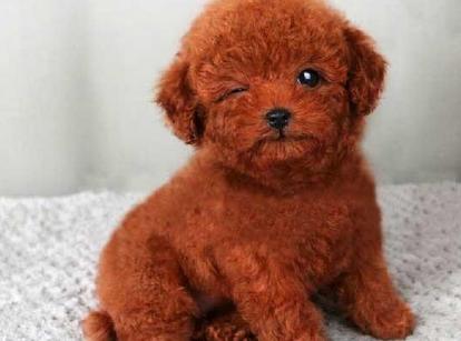 最新小鹿犬，趣事不斷，傳遞溫馨友誼與愛的小使者