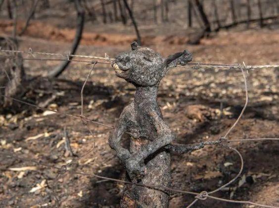 南澳山火最新情況更新，實時動態(tài)與進展