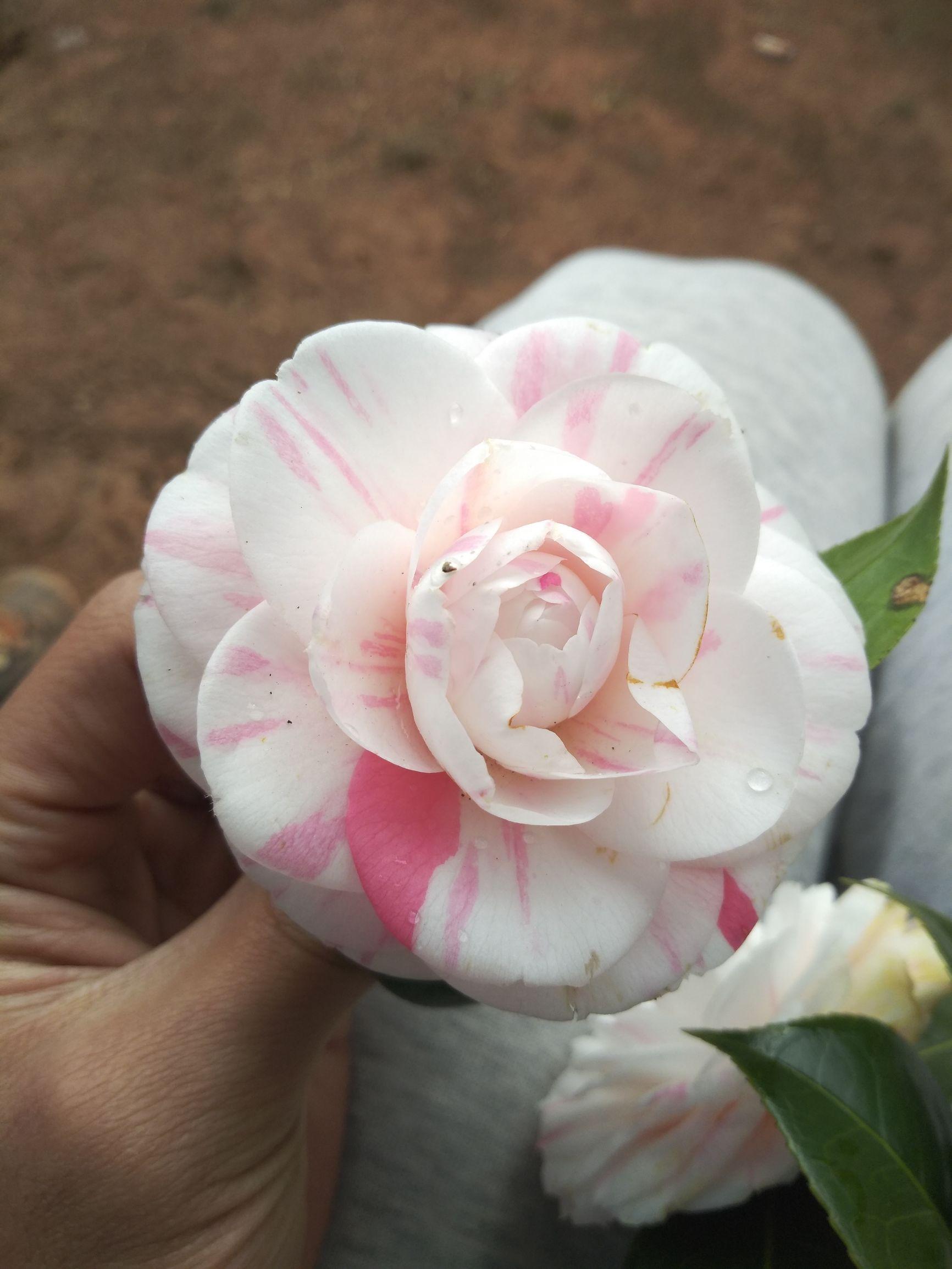 愛(ài)5最新劇情，心靈與自然的奇妙之旅