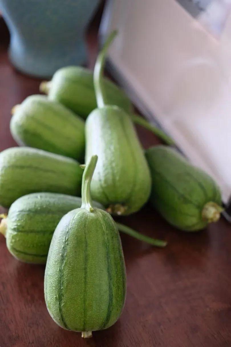 蘋果絲瓜最新版，全新升級魅力體驗