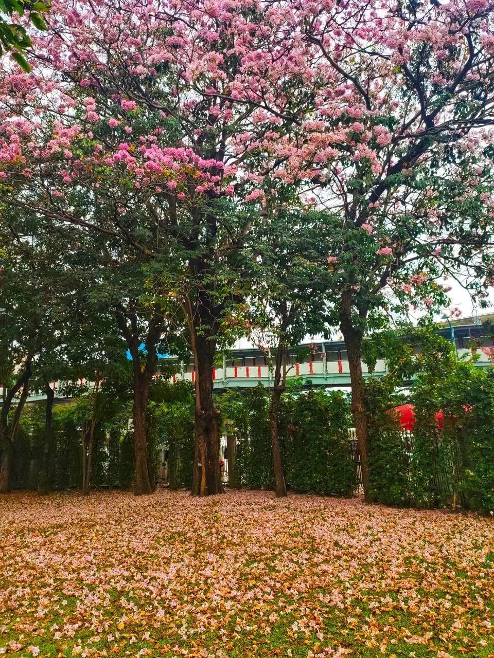 全球最新疫情動態(tài)，變化中的學習之路與自信成就的力量