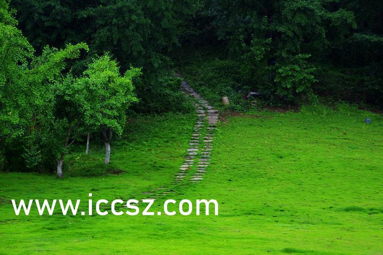 伊人最新一本，日常溫馨趣事與情感紐帶的交織