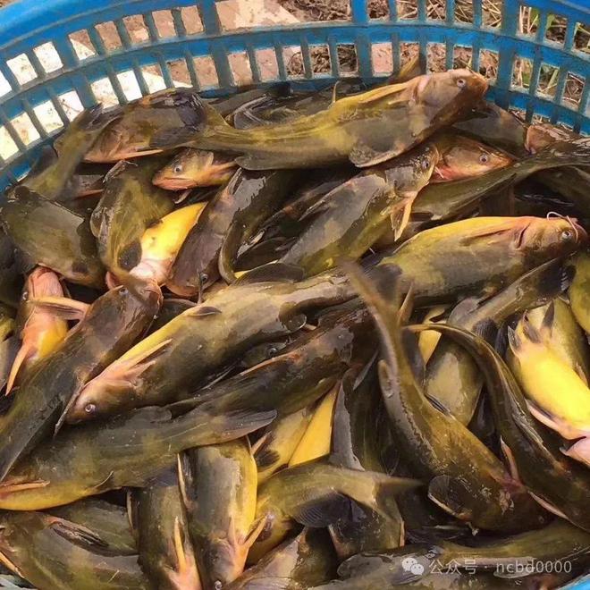 黃顙魚最新報(bào)價(jià)大全，專業(yè)指南與實(shí)時(shí)更新